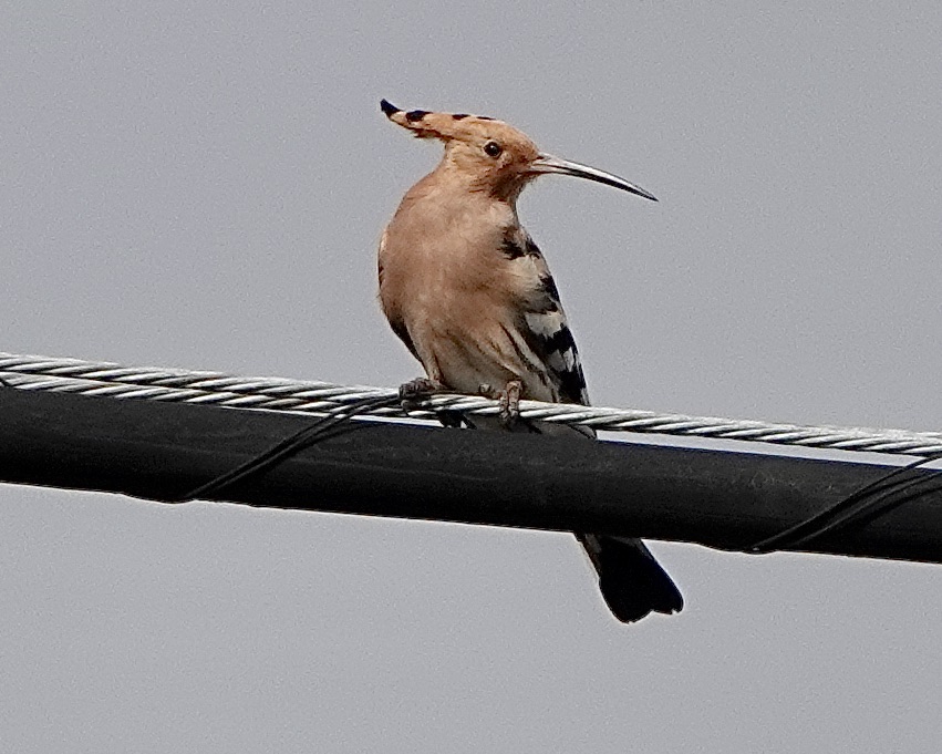 hoopoe
